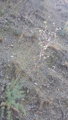 Seseli dichotomum