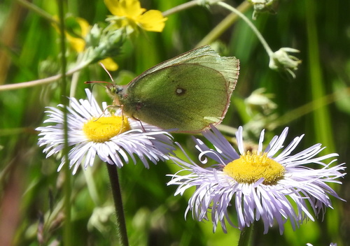 Scudder's Sulphur photo 5