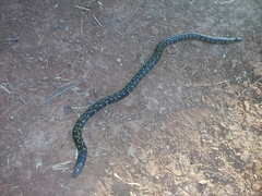 Uropeltidae