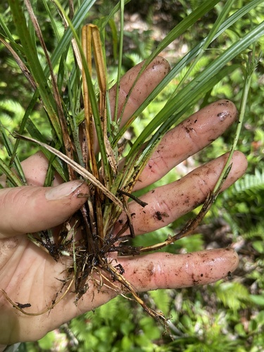 Chapman's sedge (Carex chapmanii)