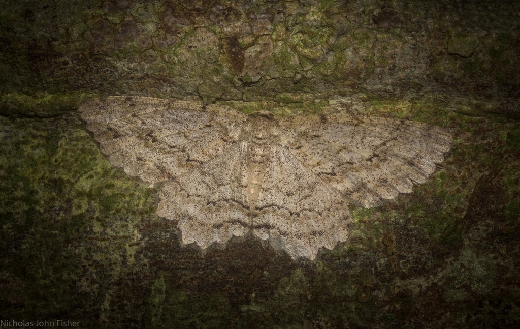 Ectropis gravis