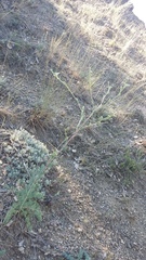 Seseli dichotomum
