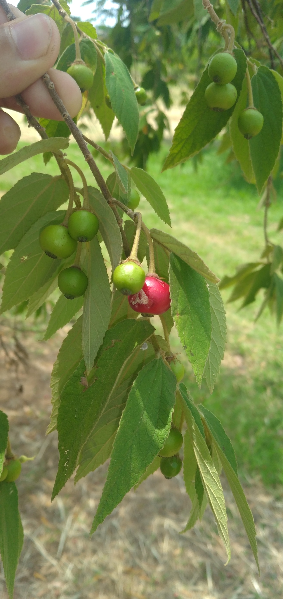 Muntingia calabura
