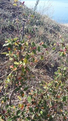Cotoneaster tauricus