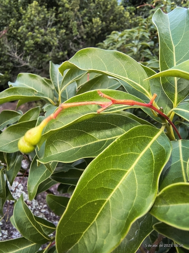 Aiouea guianensis (Aiouea guianensis)