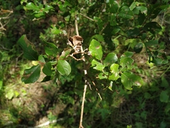 Salix starkeana