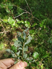 Salix starkeana