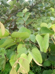 Piliostigma reticulatum