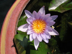 Nymphaea