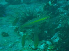 Pterocaesio chrysozona