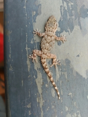 Tarentola mauritanica