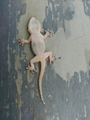 Tarentola mauritanica