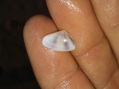 Latona cuneata