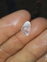 Latona cuneata