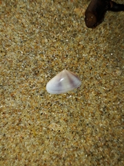 Latona cuneata