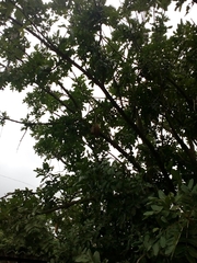 Kigelia africana
