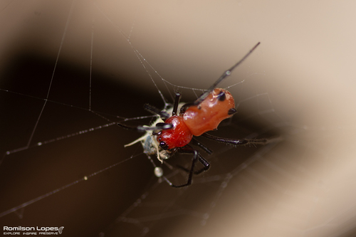 Pronous tuberculifer