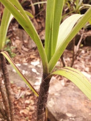 Velloziaceae