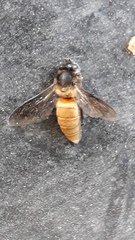 Apis dorsata