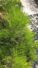 Pinus brutia pityusa