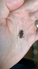 Acanthocinus obsoletus