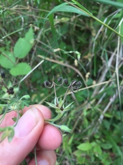 Geranium bicknellii