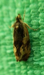 Olethreutes nigranum