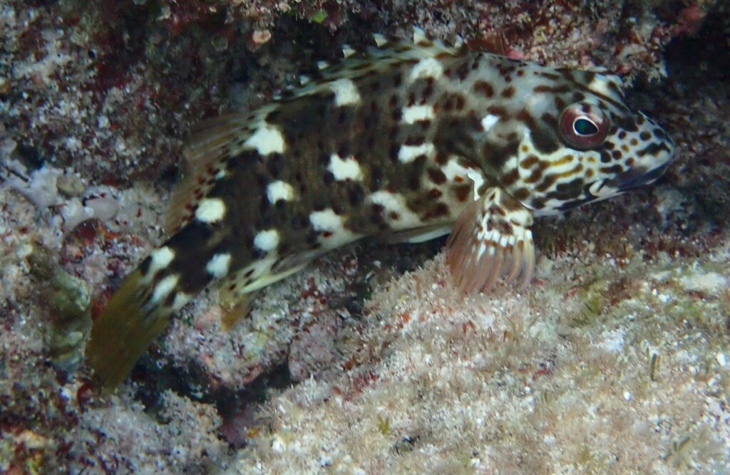 Stocky hawkfish