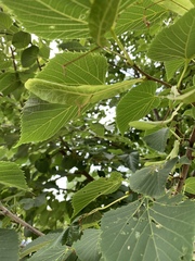 Tilia