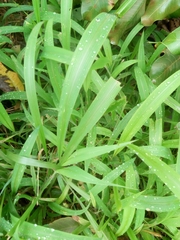 Setaria barbata