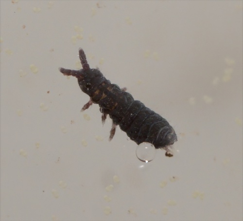 Macrospina