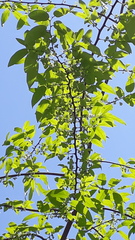 Diospyros montana