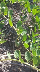 Capparis spinosa herbacea