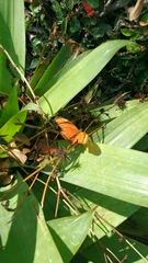 Heliconiini