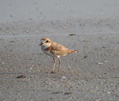 Charadrius peronii