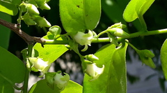 Diospyros montana