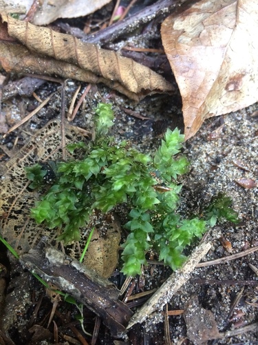 Hookeria acutifolia