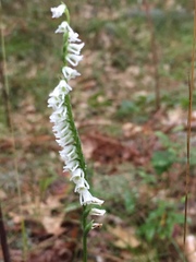 Spiranthes lacera lacera