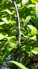 Diospyros montana