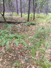 Spiranthes lacera lacera