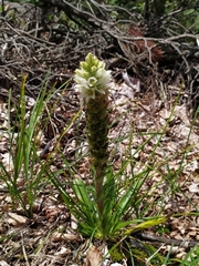 Campanula thyrsoides