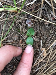 Spiranthes lacera lacera