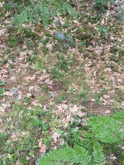 Spiranthes lacera lacera