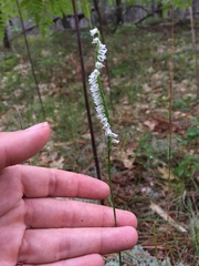 Spiranthes lacera lacera
