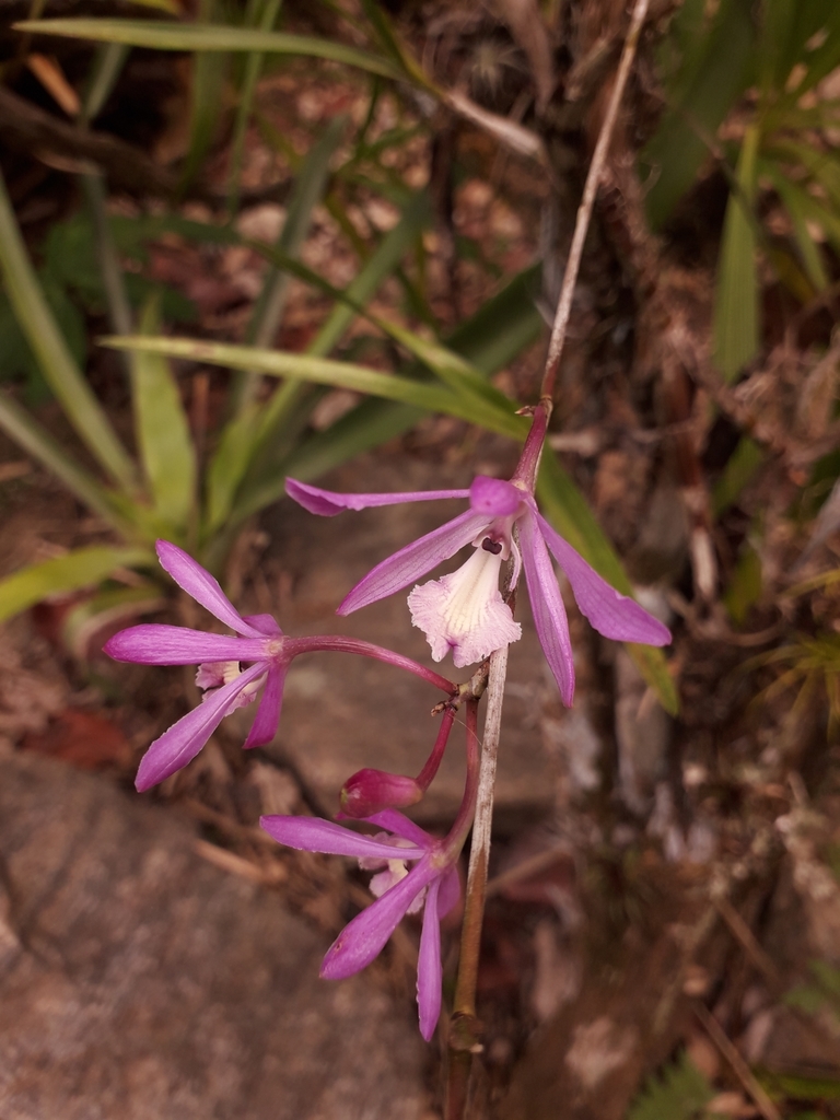 Pseudolaelia