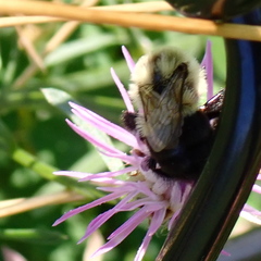 Bombus impatiens