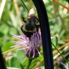 Bombus impatiens