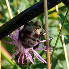 Bombus impatiens
