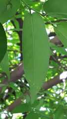 Diospyros montana