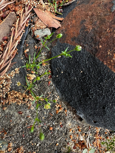Trailing pearlwort (Sagina decumbens)